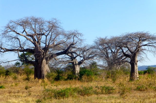 baobab_01